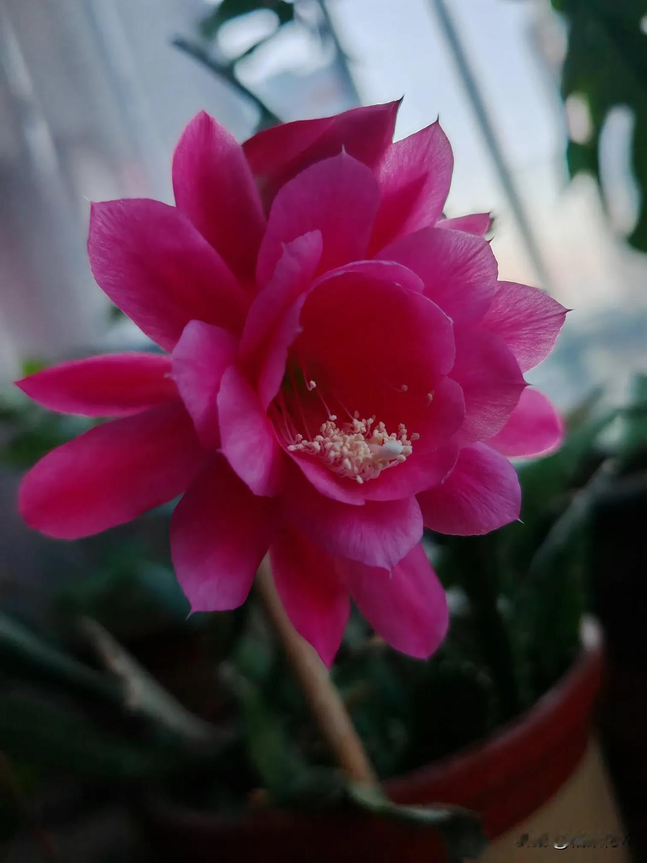 善良的女子养的花都这么漂亮静静盛开的花温柔花卉