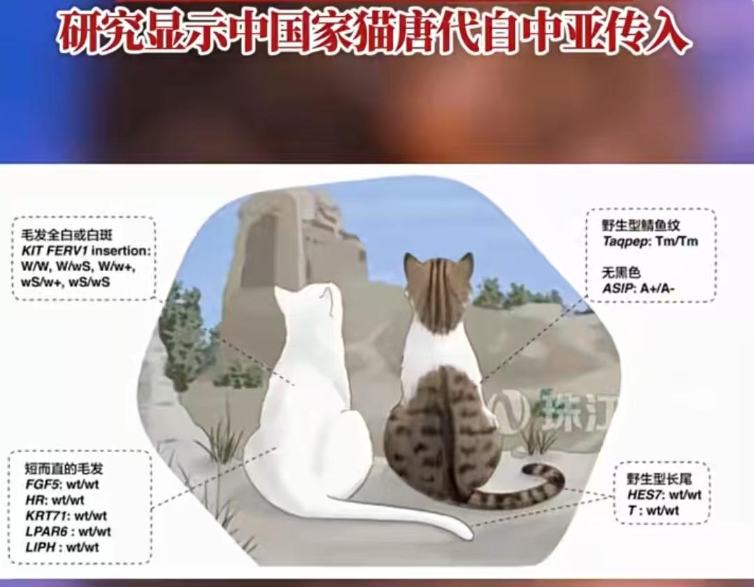 五千年撸猫史大反转！唐朝前中国人养的不是家猫？考古发现颠覆认知北京大学生命科学
