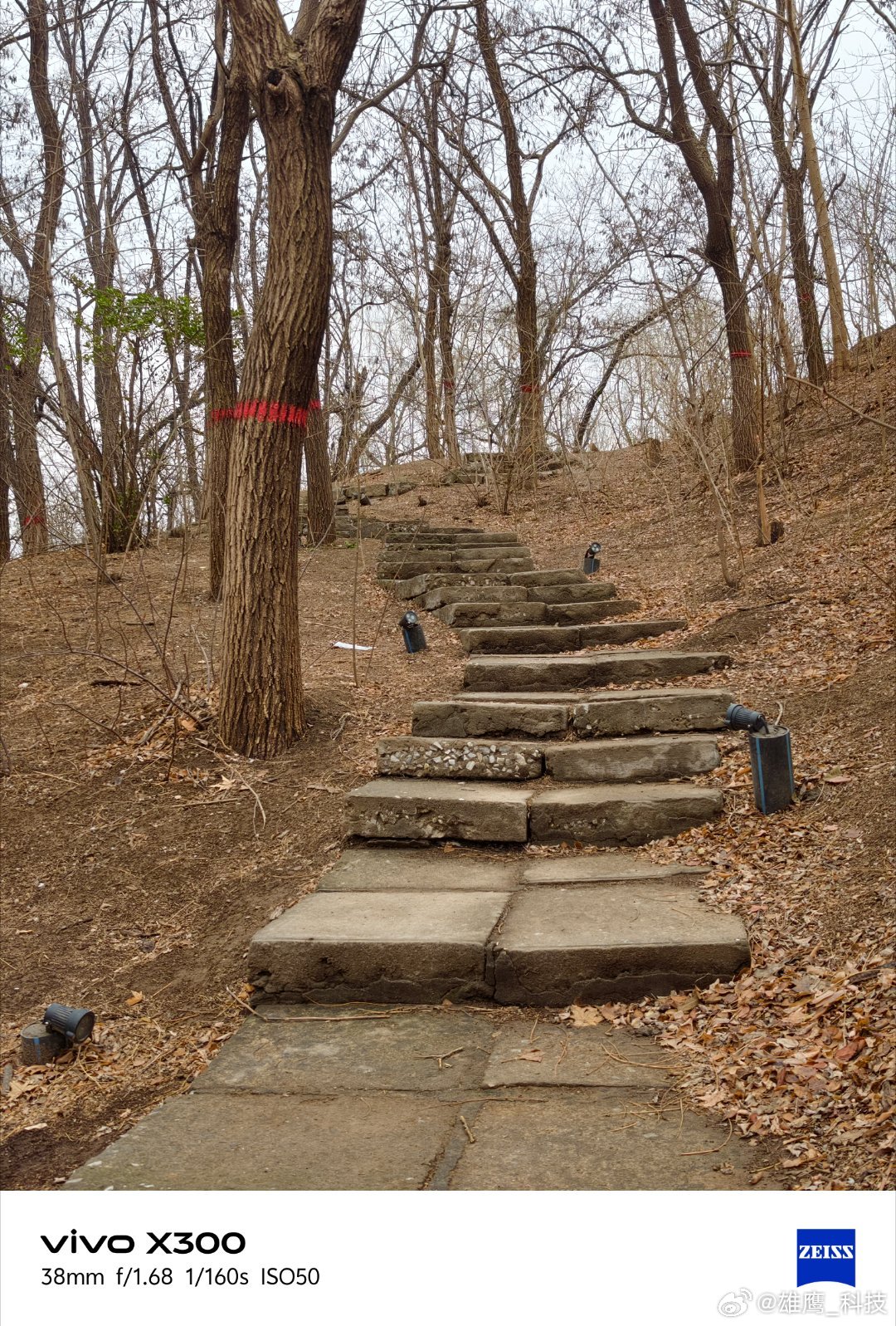 vivo石阶蜿蜒而上，尽头的古亭若隐若现。树桩的年轮里藏着岁月的痕迹，每一步都