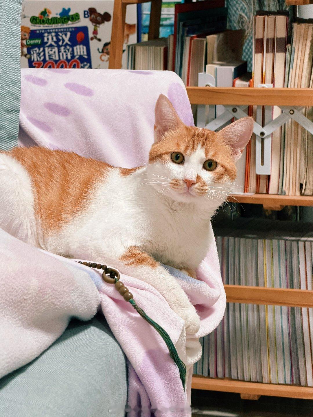 真是高颜值土猫[大笑][吐舌头眯眼睛笑]​​​