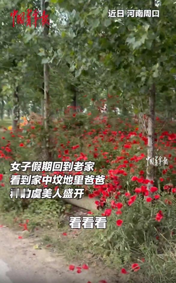 河南周口，今年五一，常年在外头打工的女子回了老家。她说自己专门抽了半天时间，去给