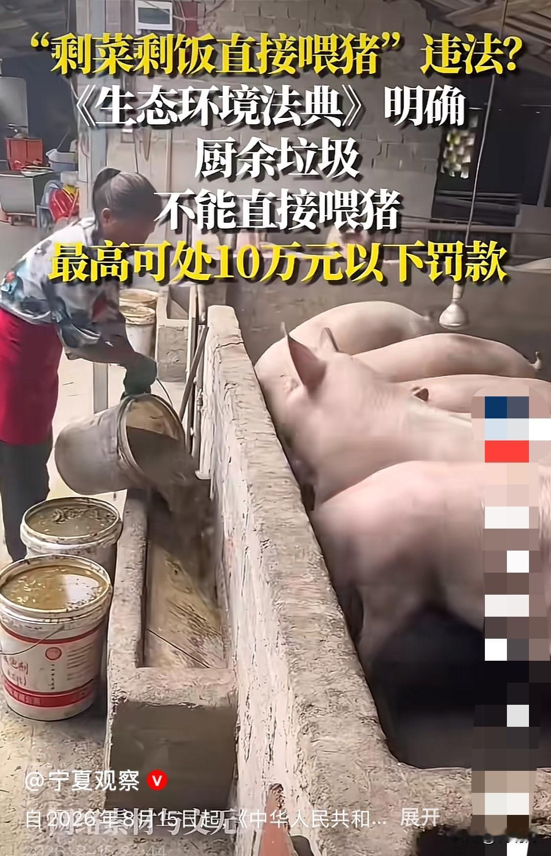 一觉醒来，养猪户的天要塌了！从8月15日开始，剩饭剩菜不能拿来直接喂猪了，直接喂