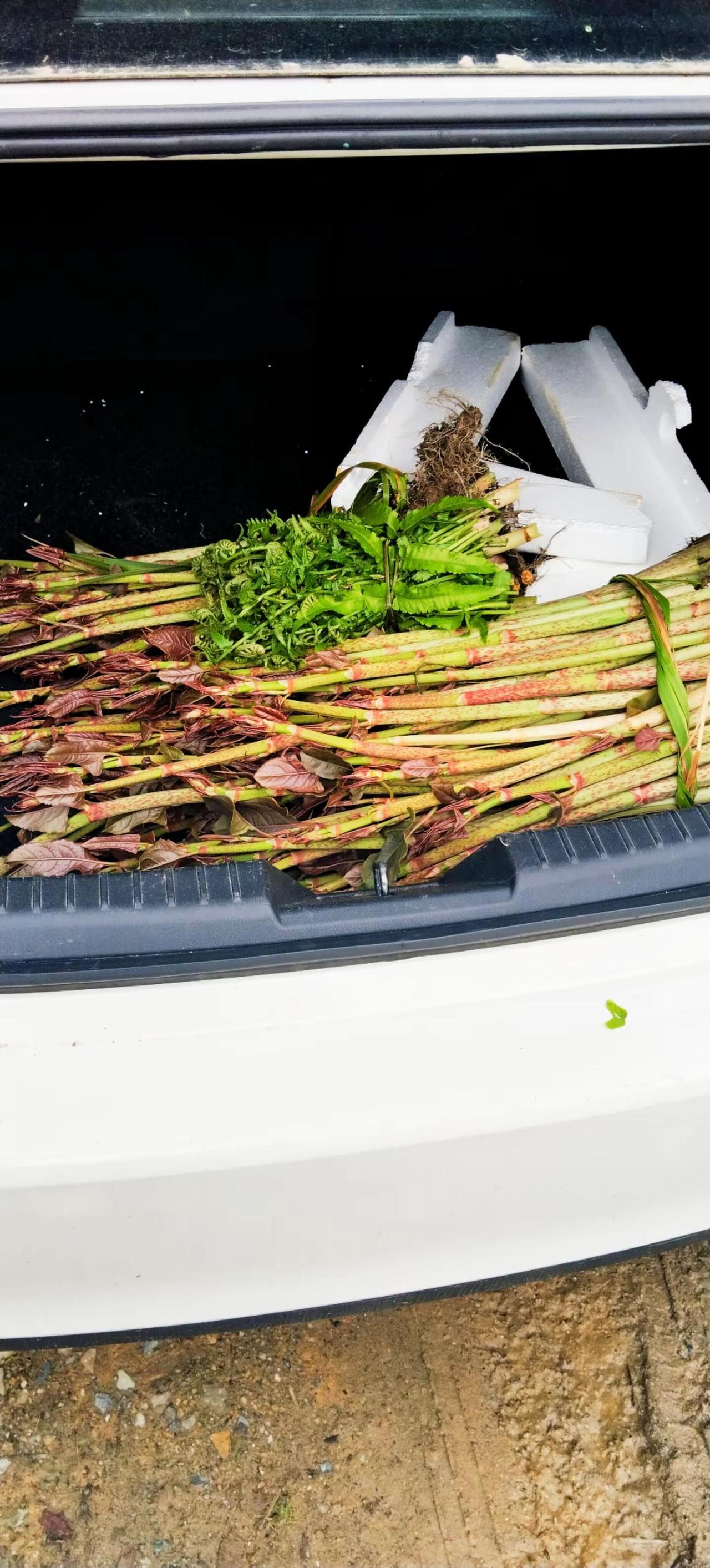 野菜。又是采摘野菜的季节吖，今天的收获颇丰野菜美食农村特色美食好吃的美食