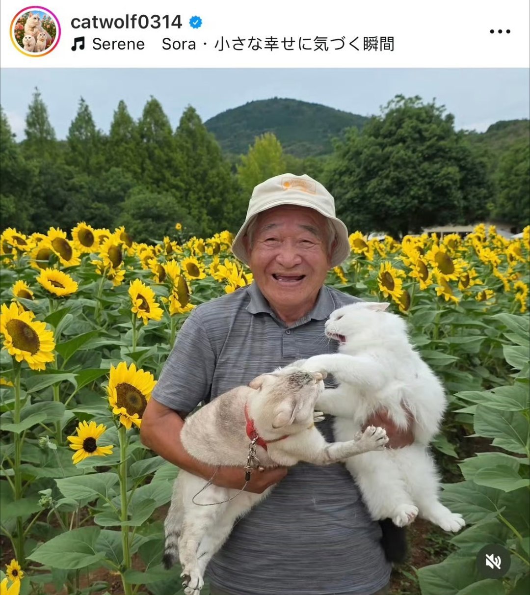 老爷爷抱两只打架猫咪拍照老爷爷的写真：主打一个“猫在闹，他在笑”日本老爷爷热衷于