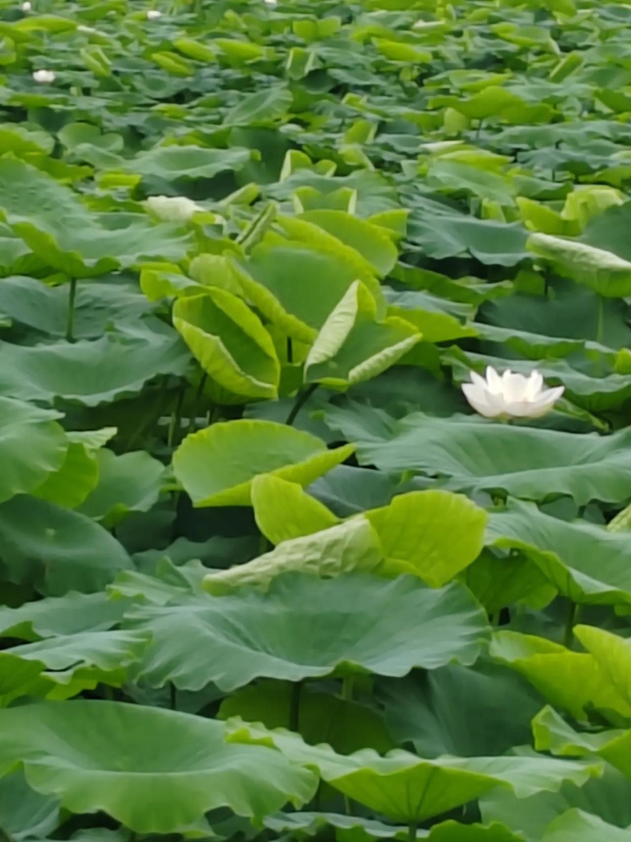 手相中的福田有相中的福田，一共分为不同的四种，第一种，明堂宽阔者，财源丰盛，周