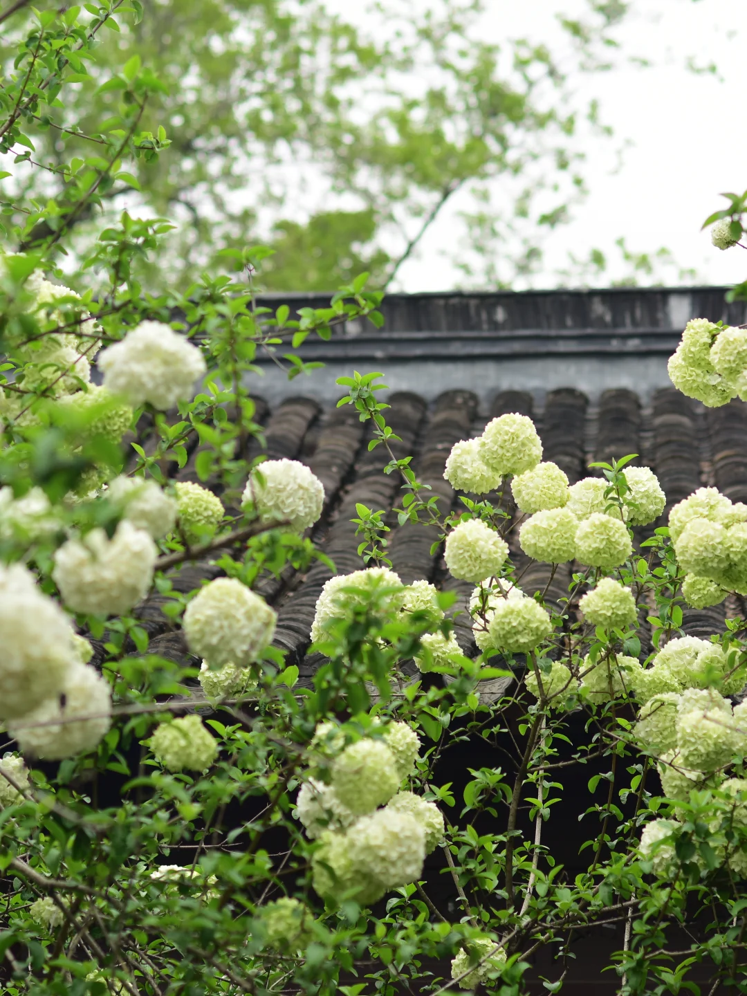 日常4.2实拍｜清明南京这里木绣球将是顶流