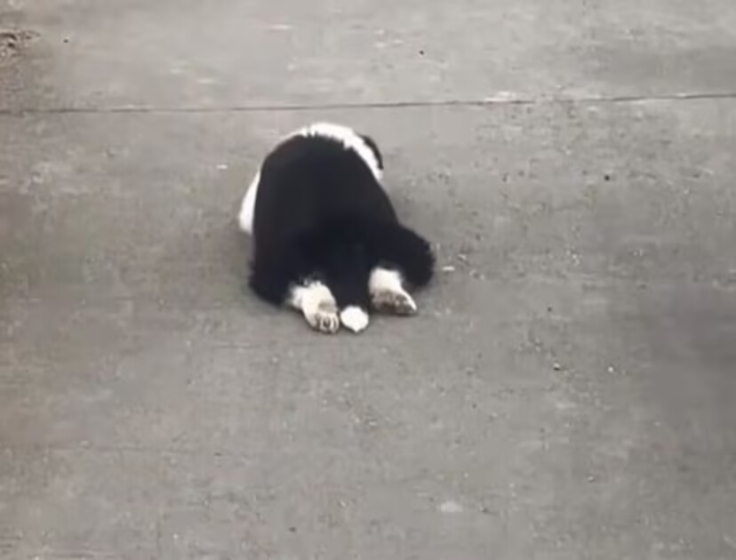 一只聪明的小边牧，想让主人抱着它，它的举动让人笑发财！