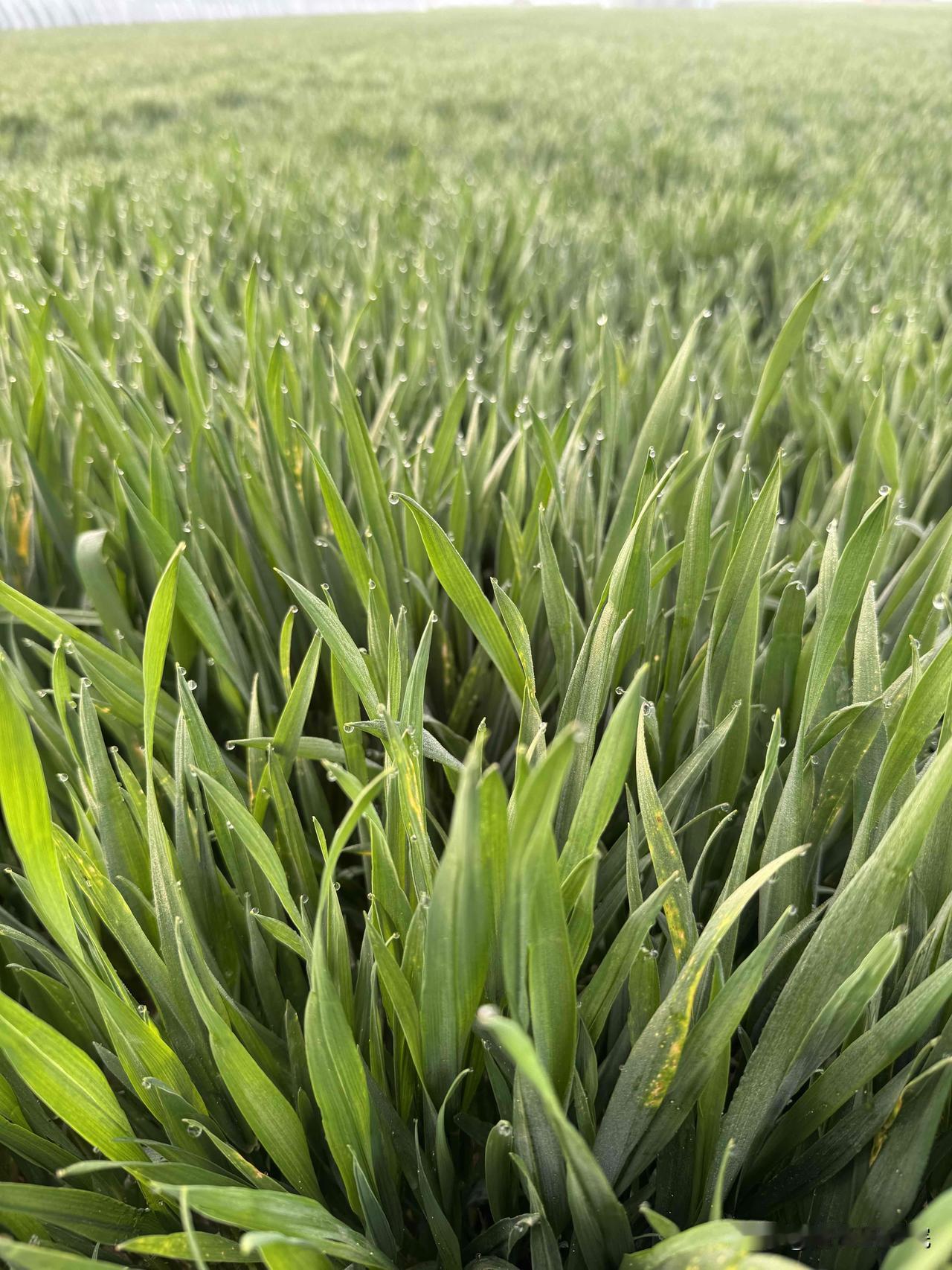 施肥各阶段及对应肥料技巧改良土壤———用矿源黄腐酸钾长叶----用尿素促花