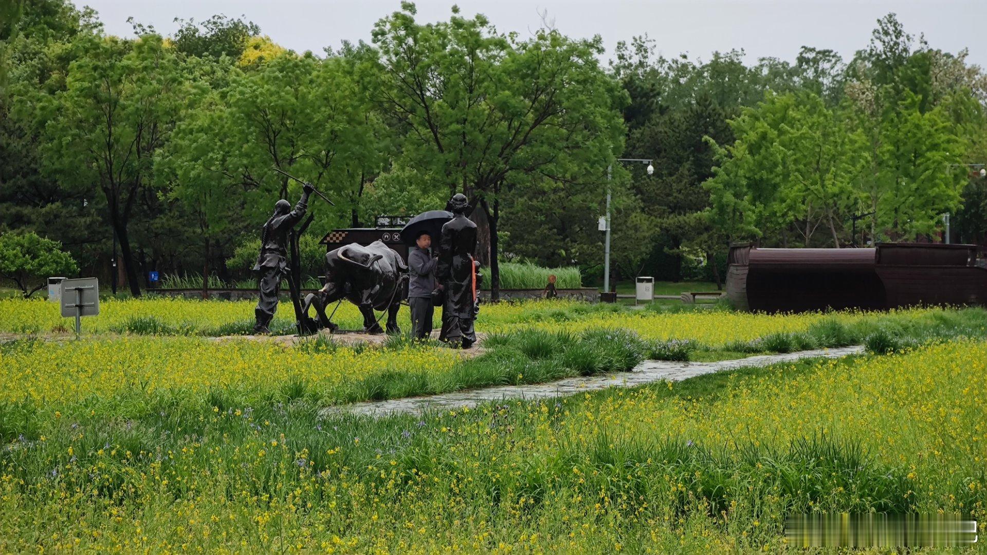 雨中的北坞公园油菜花田摄影​​​