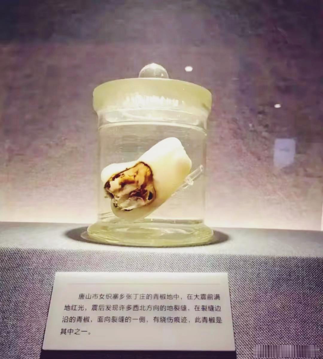 1976年，唐山大地震被灼伤的辣椒，地壳压缩后石英等矿物质会产生压电效应，形成了