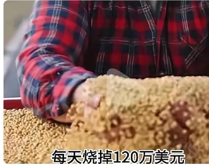 煮熟的鸭子飞了！巴西贪心砸了金饭碗手握中国70%以上大豆进口份额，巴西竟坐