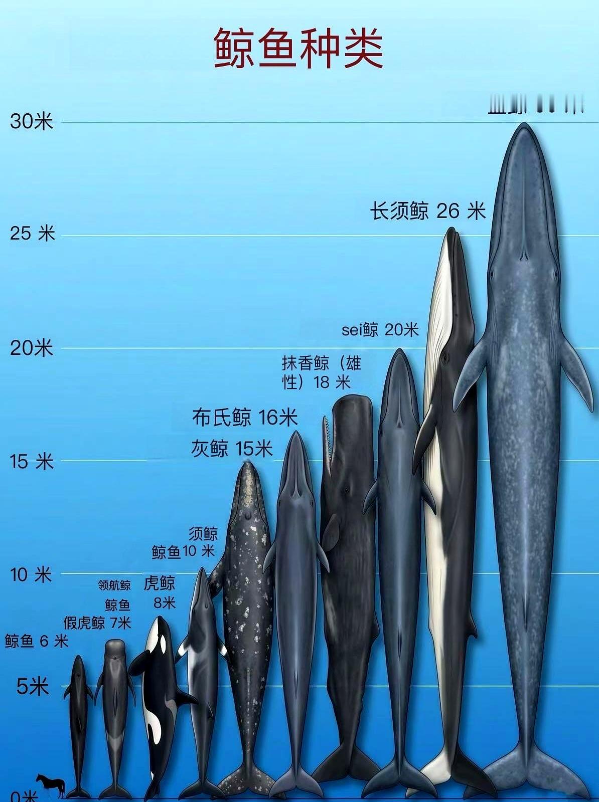 鲸类家谱一览，单张对比图把各种鲸从“深海巨兽”到小型鲸的体型差距摊在面前，看着既