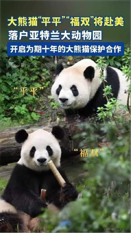 美国朋友们，“平平”、“福双”两只大熊猫27日凌晨已经登上赴美班机了，希望这次你