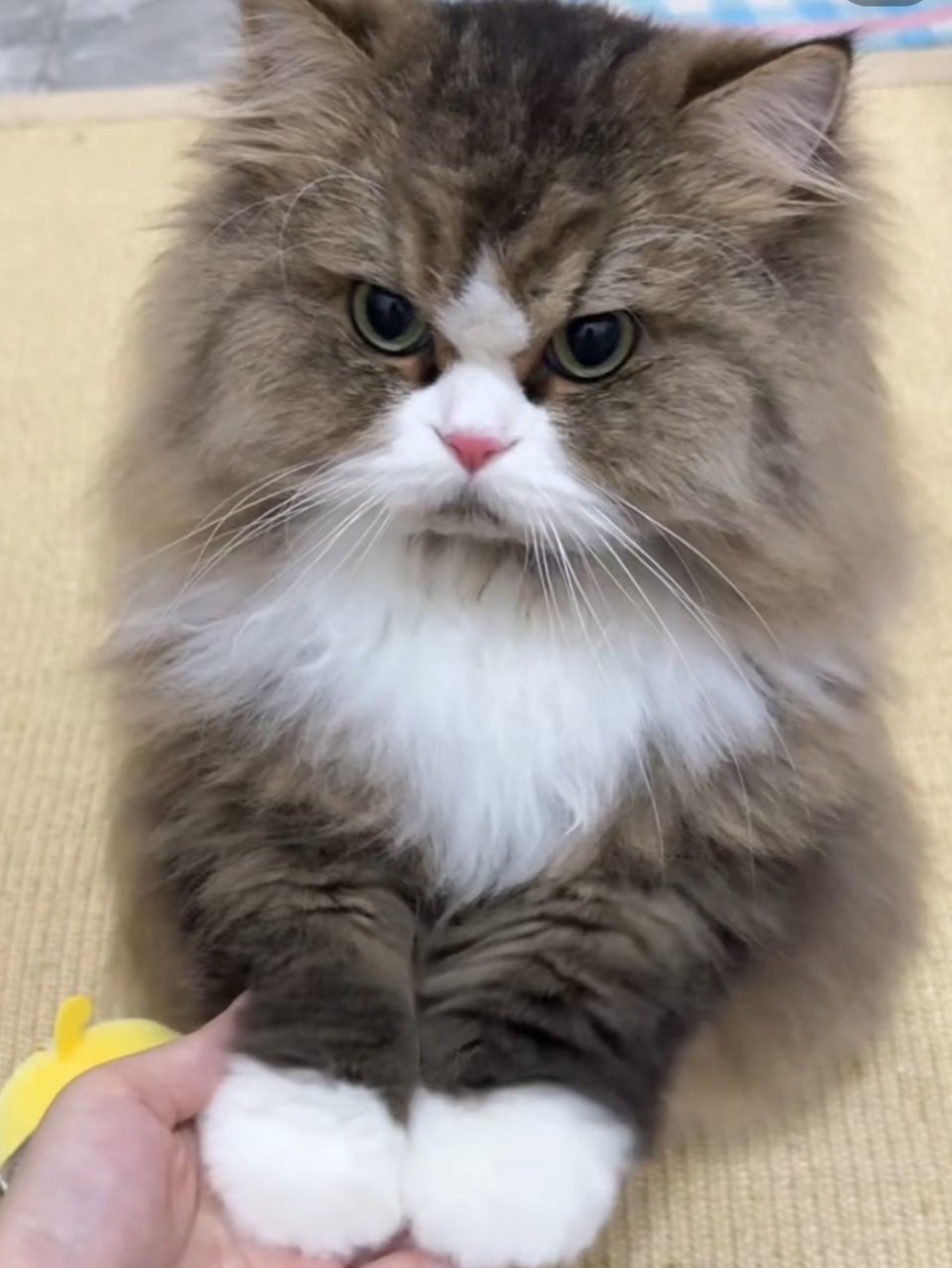 在家猫猫不乐意，晚回家猫猫还不乐意