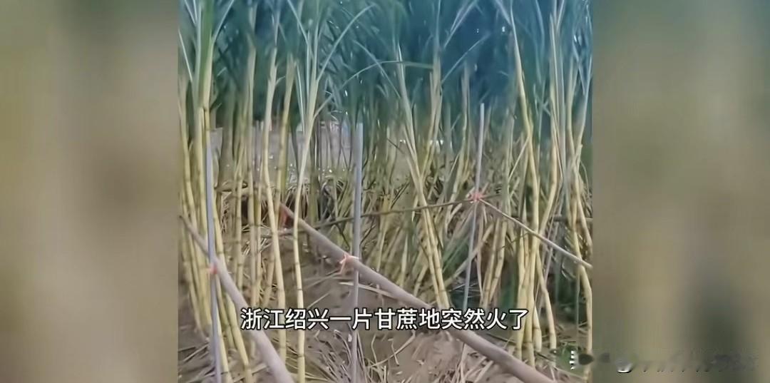 浙江绍兴有片甘蔗地最近彻底火出圈了！不是因为甘蔗多甜，而是老板把自家甘蔗地改成“