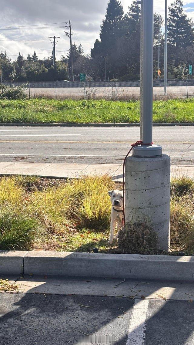 今天早上有人在谷歌Sunnyvale办公室附近的路边发现一条被遗弃的狗。狗的表情