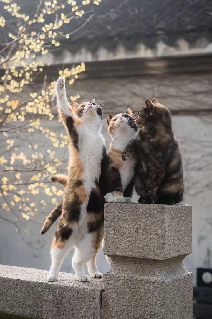 春节高速一个目不忍睹的怪现象！从上海开车返乡春节拜年，高速沿途发现，很多宠物被永