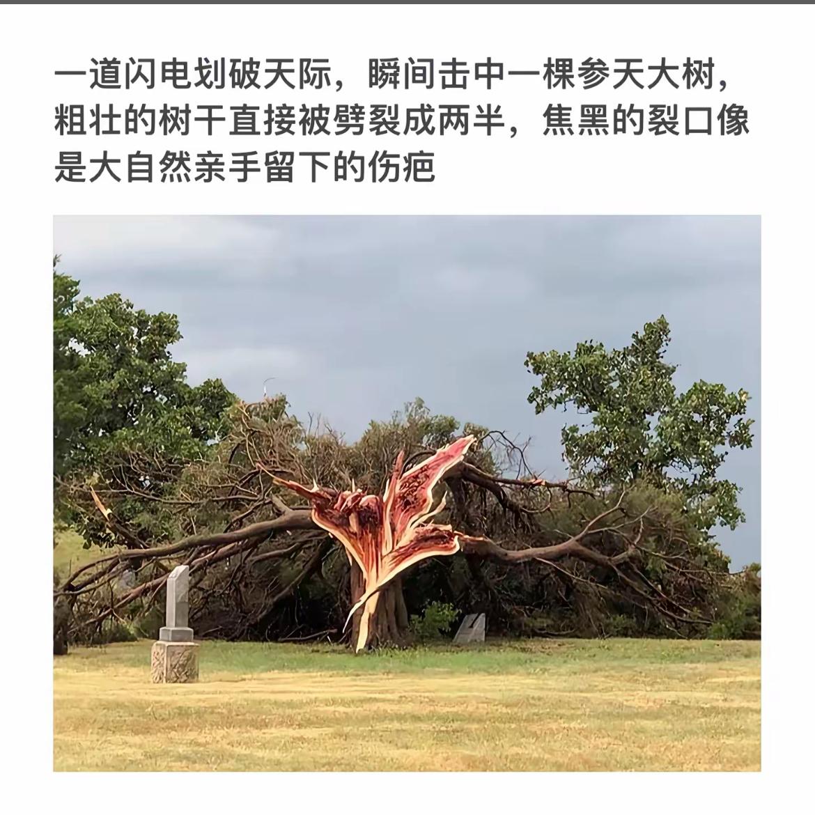 闪电劈树瞬间，大自然的力量震撼人心！🌩️🌳