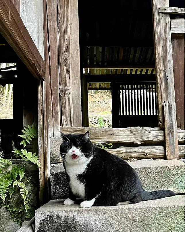 猫咪是懂春天的！带着猫咪去春游，竟然比我还享受！​​​