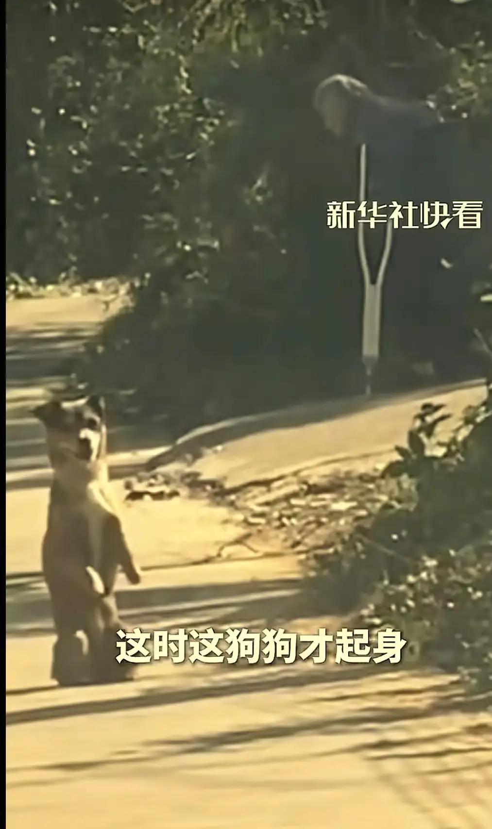 “这狗也太有灵性了吧！”这句话或许在很多人耳中听起来只是一句惊叹，但在安徽广德的