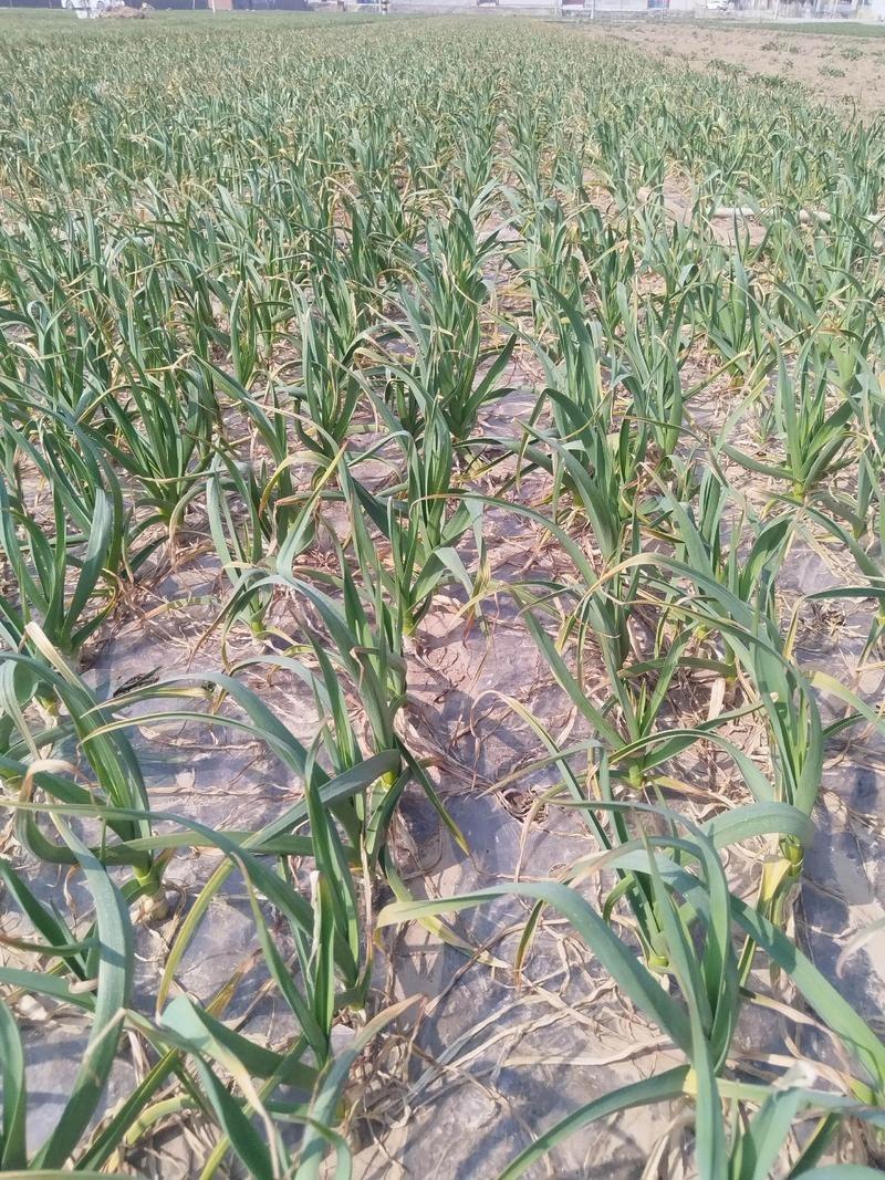 安徽蚌埠那边前两天出了个事儿，听完心里暖了好一阵。一个65岁的老太太，闲不住