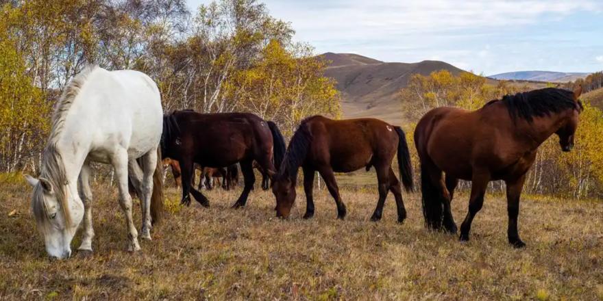 中国每年有470万匹马被屠宰，可是在国内几乎看不到有人吃马肉，这些马肉都去哪了？