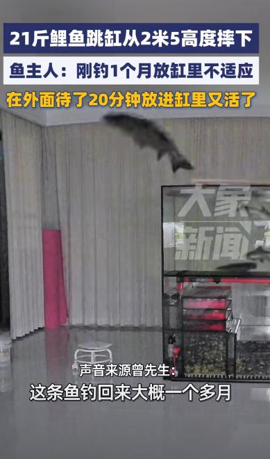 活久见！9月8日，湖南怀化，一男子将钓到的21斤大鲤鱼带回家饲养，结果鱼应激了，
