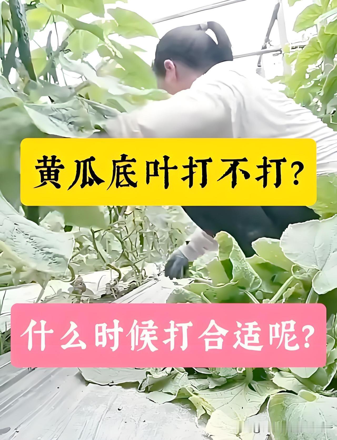 菜友们看过来！黄瓜底叶底瓜打不打，这事儿居然有两种说法，你站哪边？有人说不