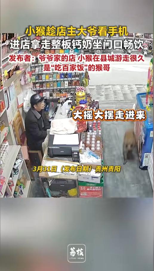 “看什么看没见过啊！”近日，贵州贵阳，爷爷正玩着手机看着店，门外边一只猴子大摇大