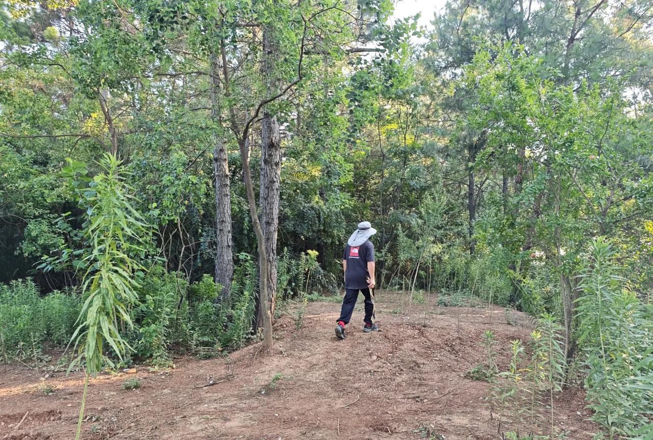 农场有一处松林，一直都没有很好的利用。只因为里面有一座坟让我们心中尽是忌惮。