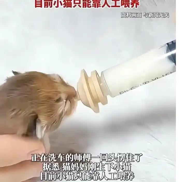 奔驰男碾压哺乳期母猫，最可怜的要属那四只还没有睁开眼睛的小猫，如今只能靠人工喂养