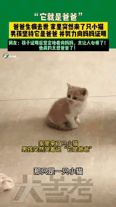 “解释不清了！”河南，爸爸生病去世，儿子晚上做梦，梦见爸爸变成一只猫！第二天，家