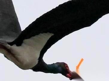 武汉一只国家一级保护动物黑鹳，嘴被一个东西死死箍住，一口东西都吃不了。更要命的