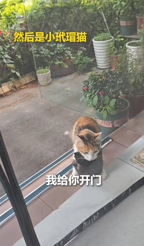 8月23日，云南昆明，店主看着眼前突然多出来的一窝小猫，才真正明白自己喂了两年的