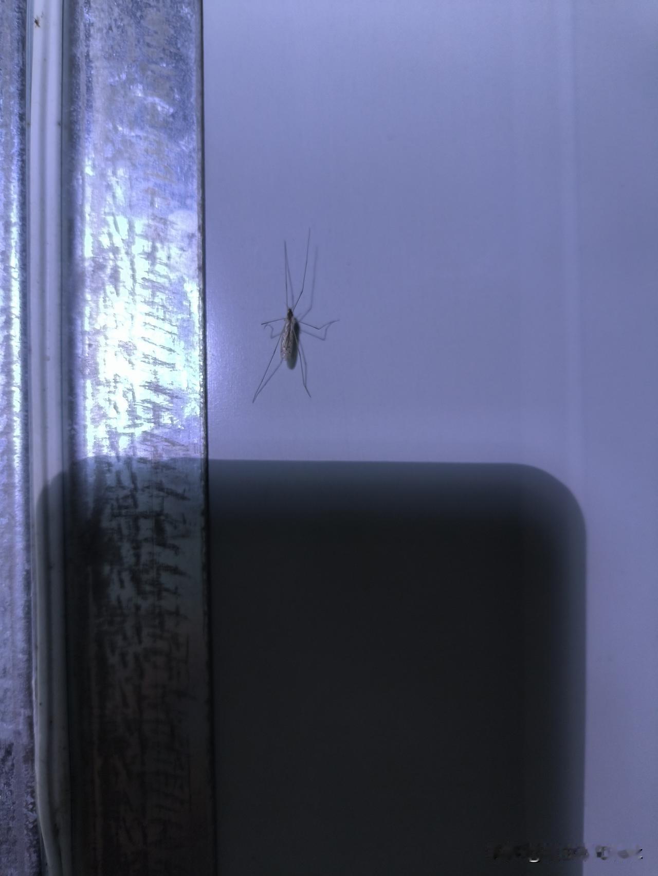 今年或许是个暖冬！今日是十一月二十四日，小雪节气已过。自今年入秋以来，雨水频繁