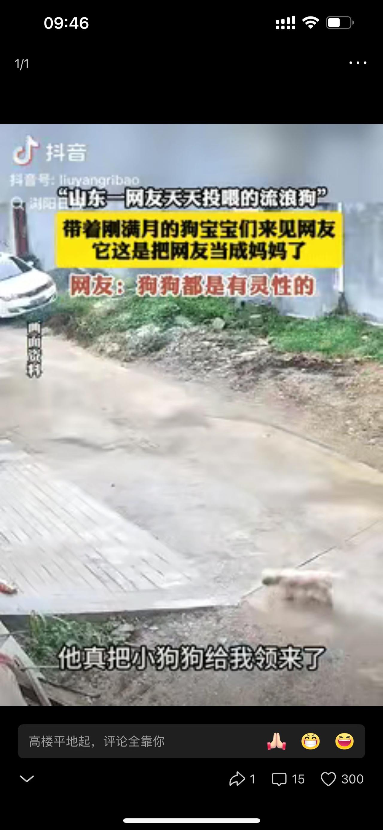 山东这只狗狗也太会“记事儿”了！女子随口一句“等小狗满月带过来看看”，它还真领着