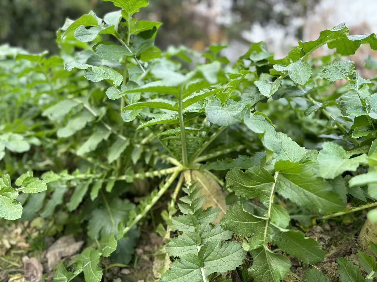 我就想知道，现在女人生孩子，有没有不去月子中心，也不请月嫂的家庭？我家一个亲