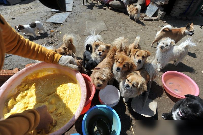 近日，安徽一流浪狗基地因粮食“不到位”，100多条狗饿了20多天，出现“狗吃狗”