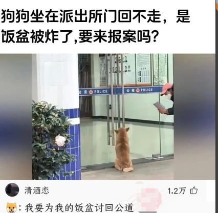 猫：我要为我的饭盆讨回公道