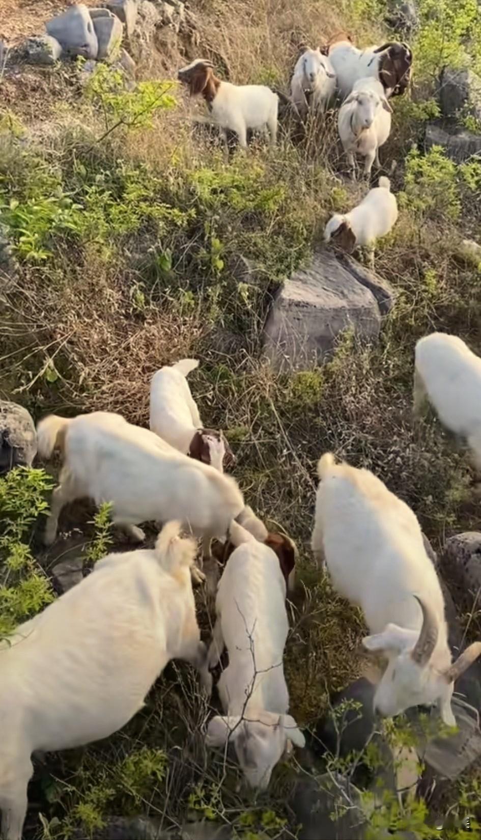 昨天我花1000元在农夫那儿买了一只山羊,到市场1500元转手卖给了屠夫,回家后