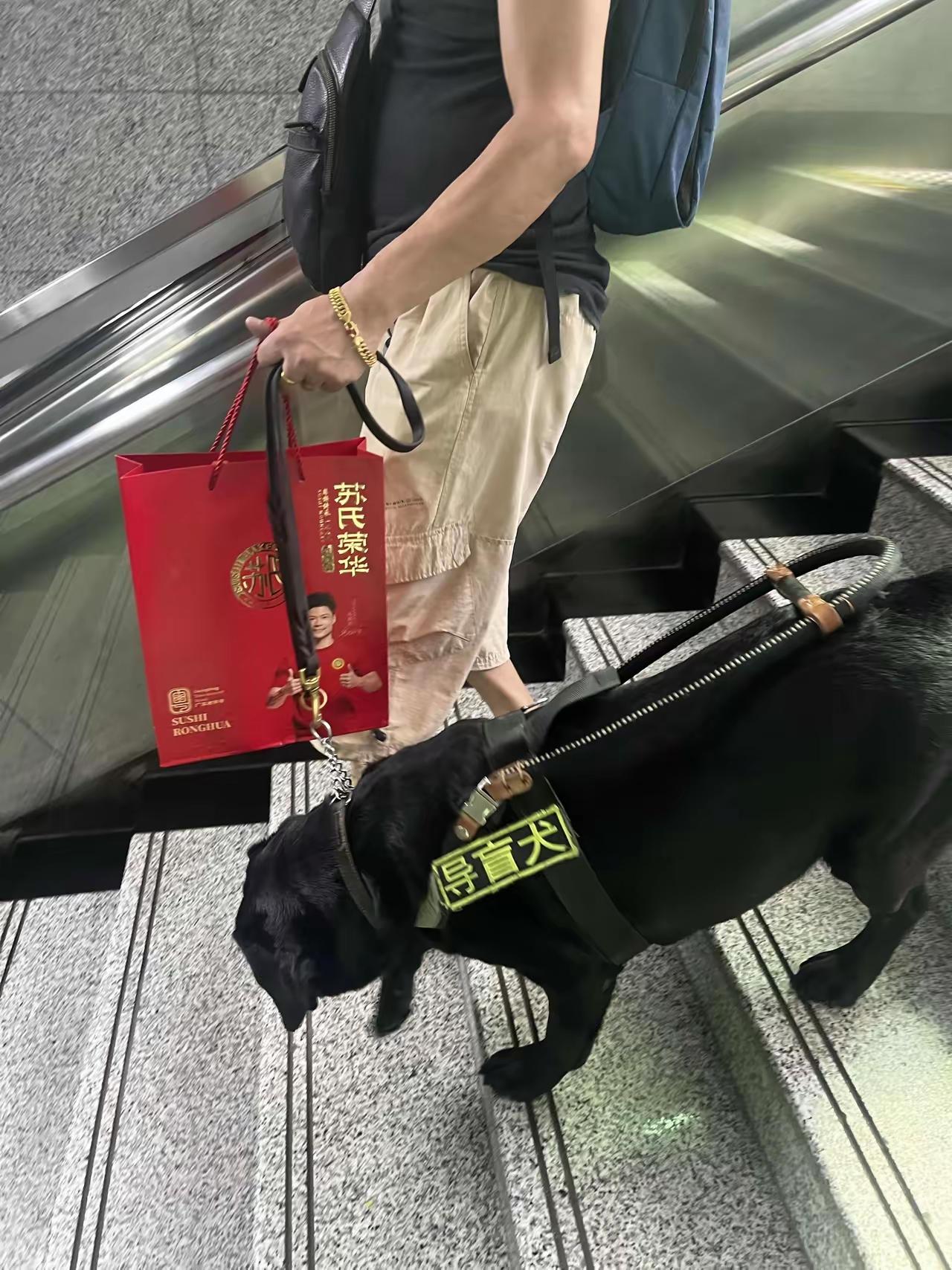 地铁里那只被主人吼得瑟瑟发抖的导盲犬，用沉默戳破了最扎心的真相：它是主人的眼睛，