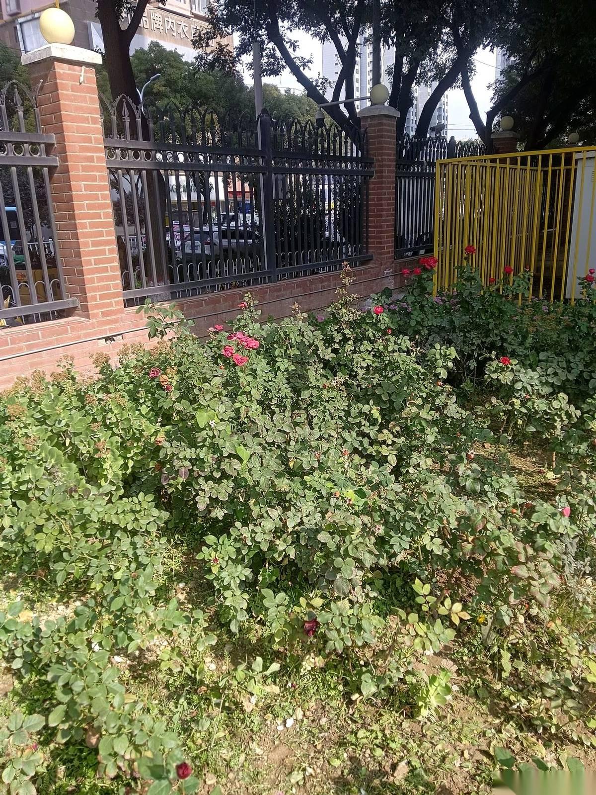 折腾了45天。一分钱工资没见到，还自己掏了三万五日元看腰。这就是我儿子去日本的