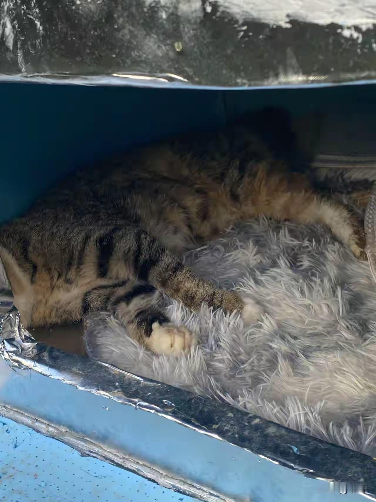 太可怜了，一位阿姨发现小区里出现了一只流浪狸花猫，善良的她就给她搭建了一个简易的