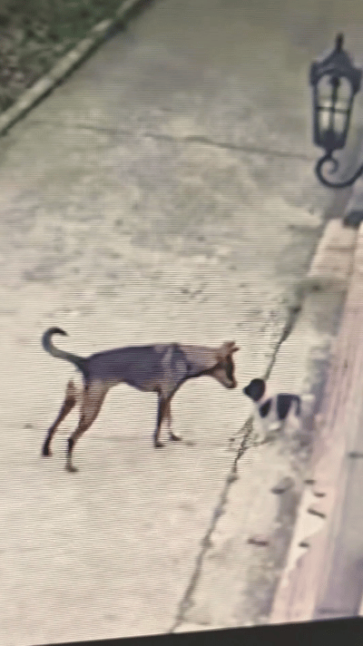 “太好哭了！”江苏，女子捡到一只可怜的流浪小狗，将它带回家，几天后，老公回家发现