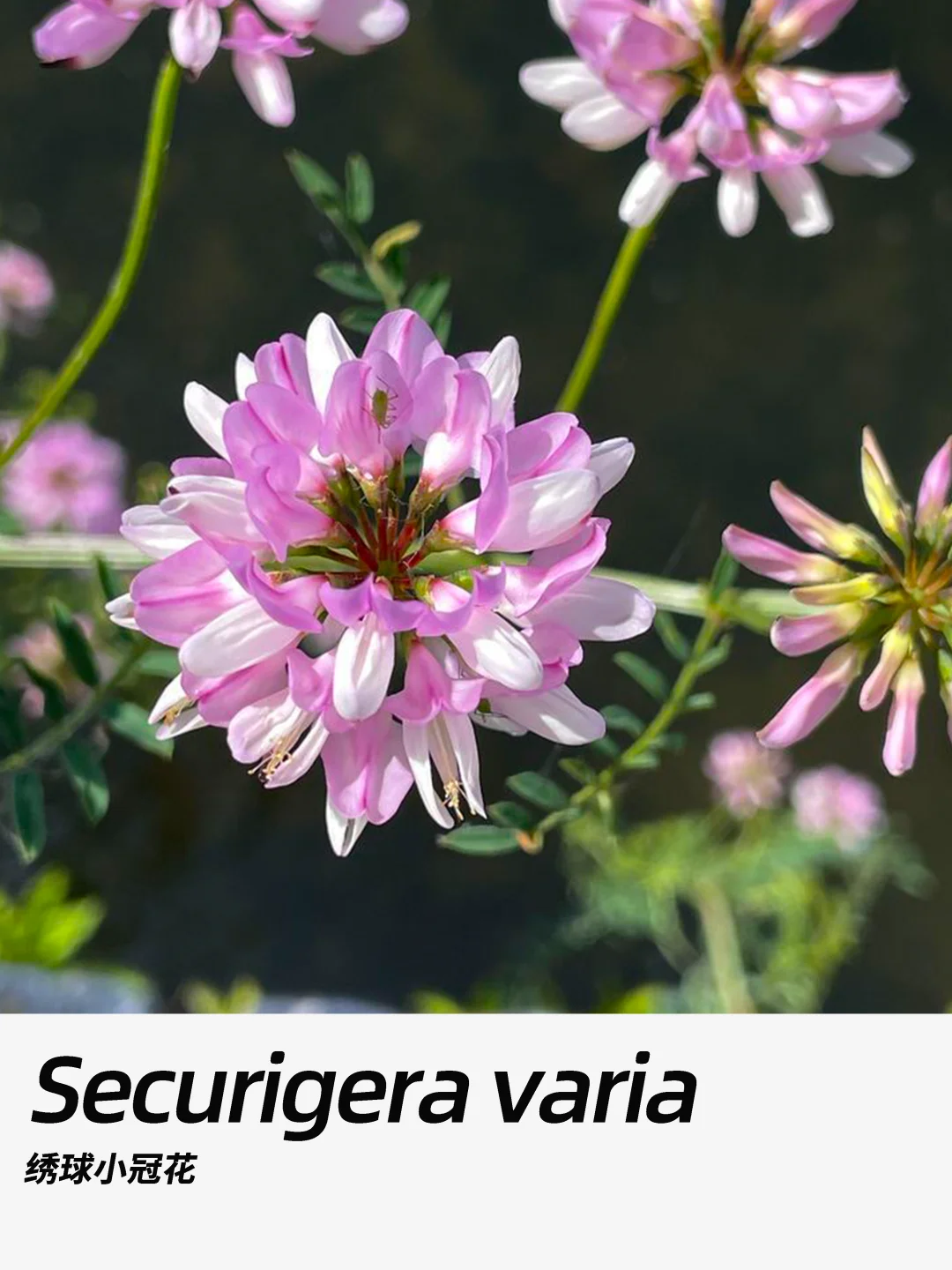 带你每天认识一种花材415｜绣球小冠花