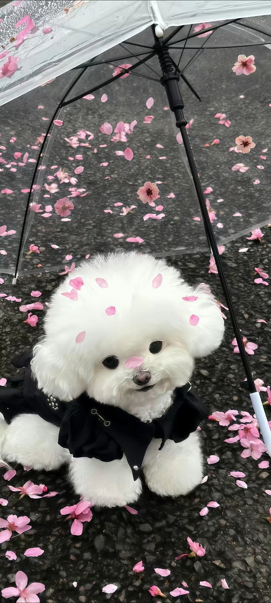 好看手机壁纸推荐(*/ω＼*)壁纸手机壁纸