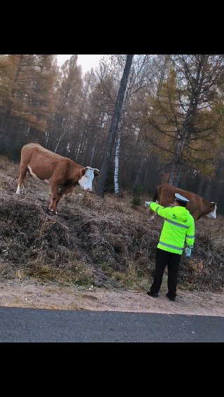 交警指挥交通把牛都整懵逼了[捂脸哭]牛：我只是在路边吃口草啊，警官