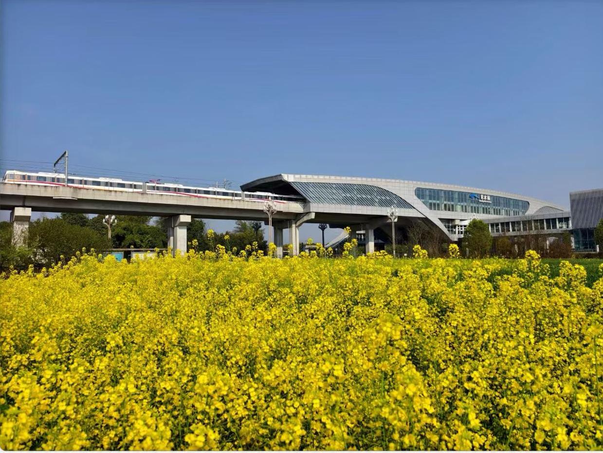 又是一年油花黄，醉美春天的颜色[赞][玫瑰]阳春三月，天好艳阳，正是