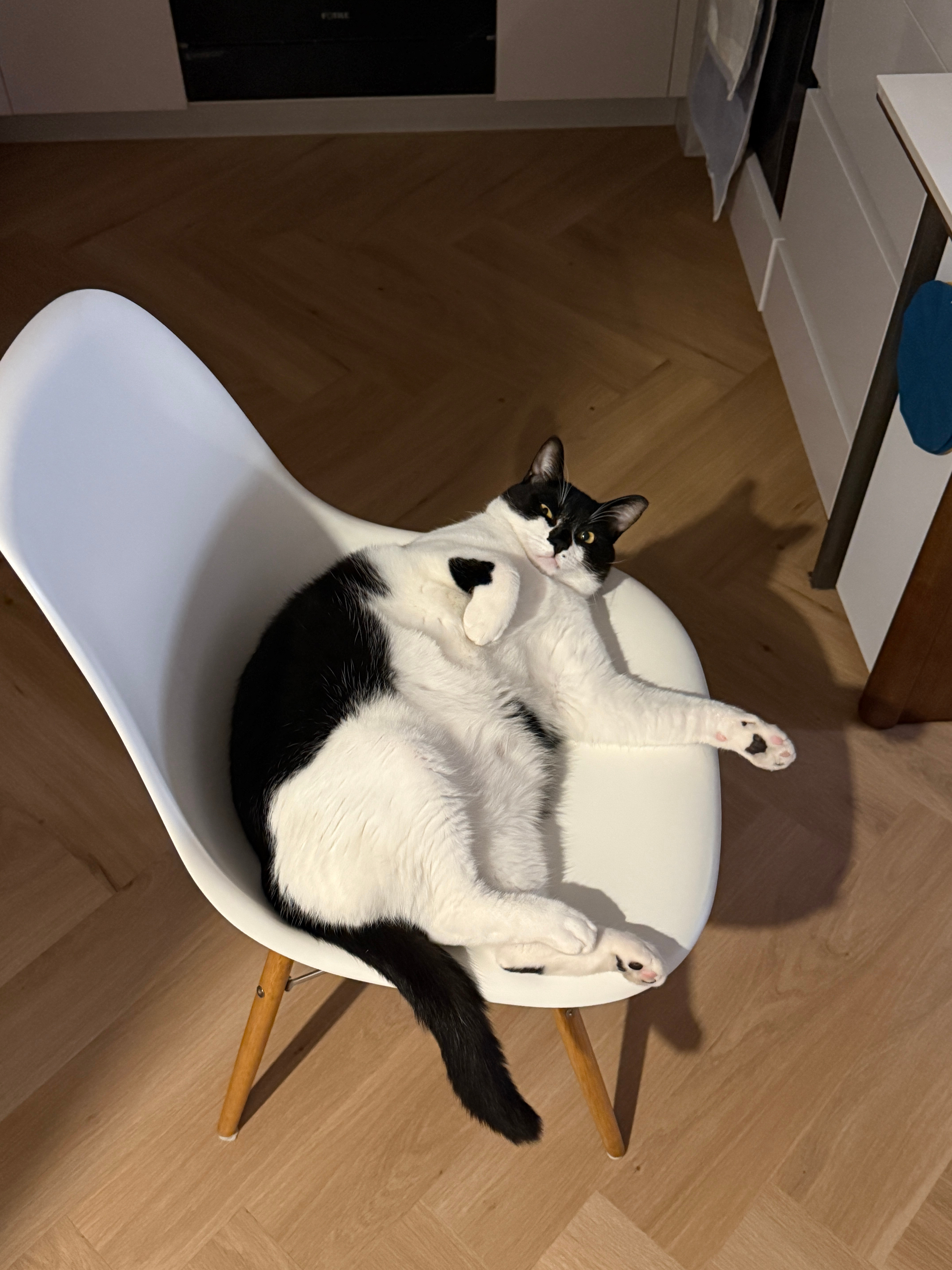 半夜起来喝水，猫的眼神belike：“人，你开灯晃到我眼睛了！去关掉，懂？”
