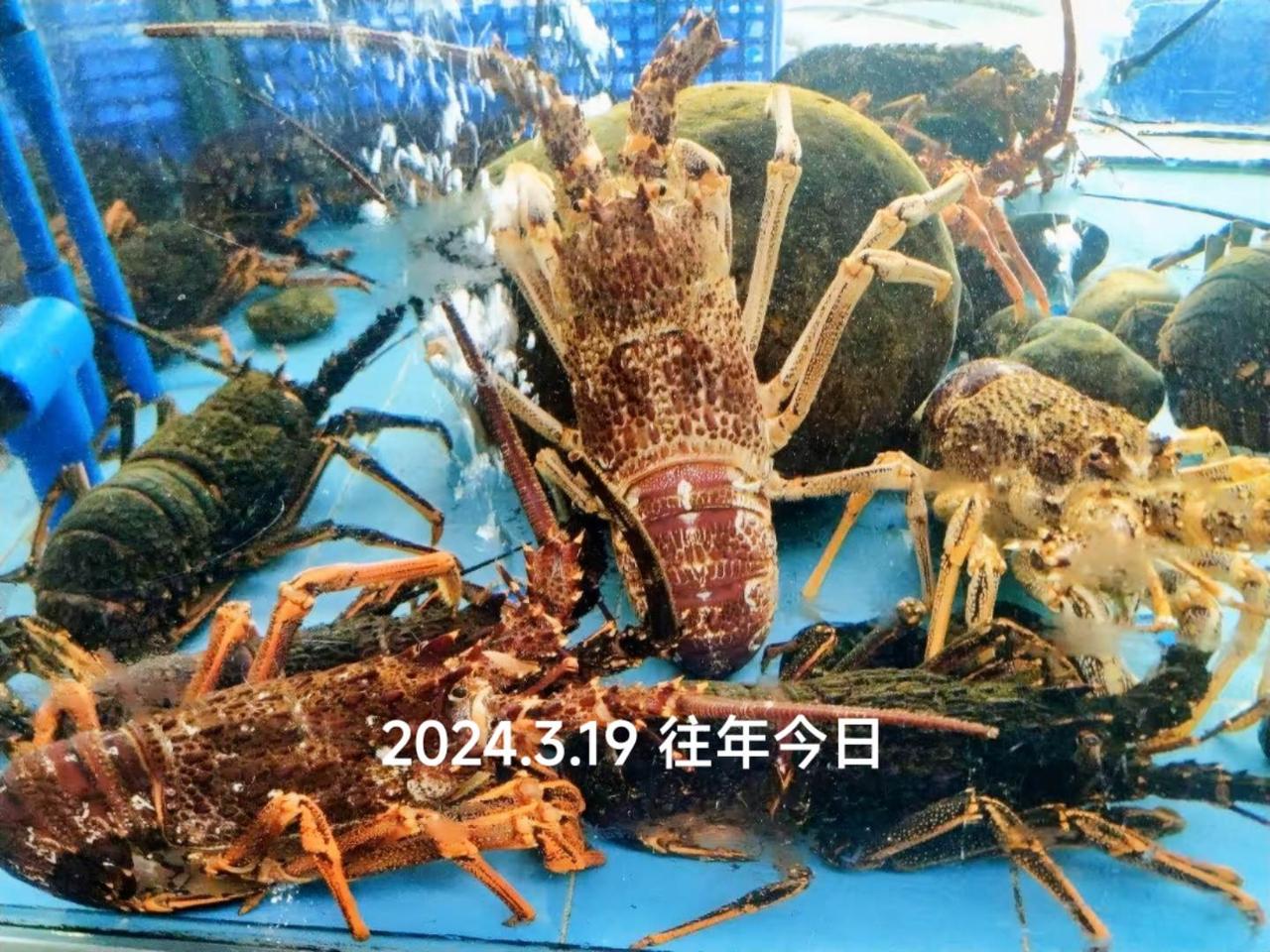 海鲜🦞的诱惑